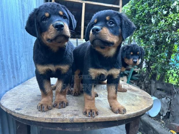 1-3 months Female Purebred Rottweiler - main view