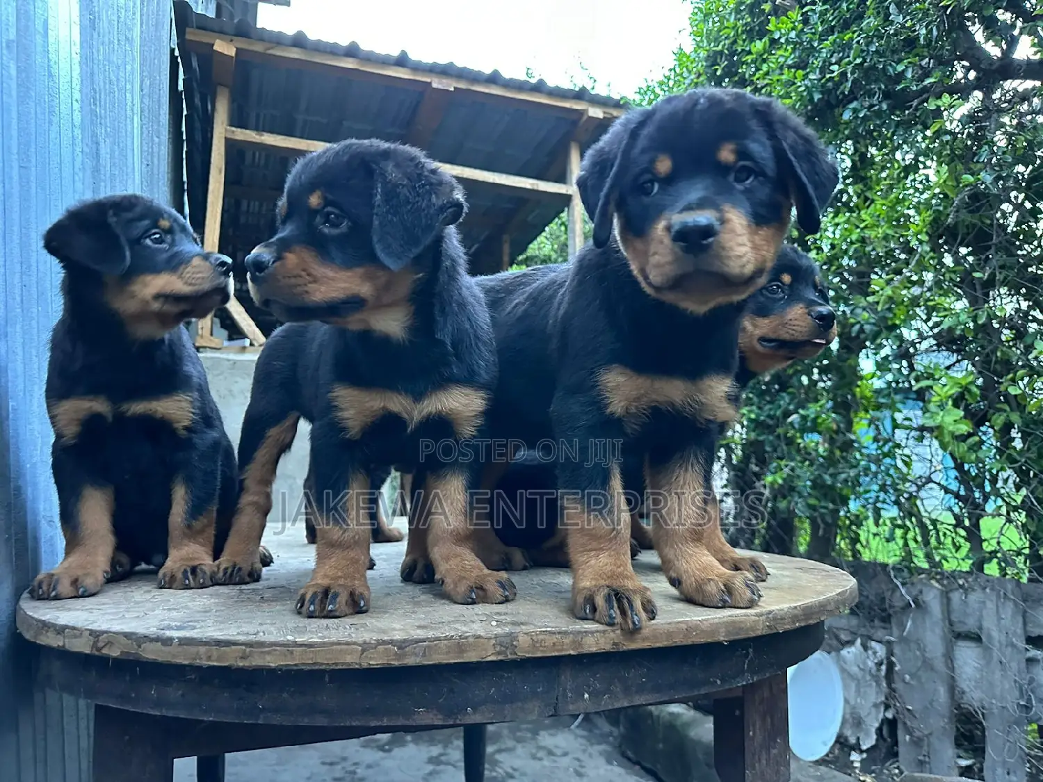 1-3 months Male Purebred Rottweiler