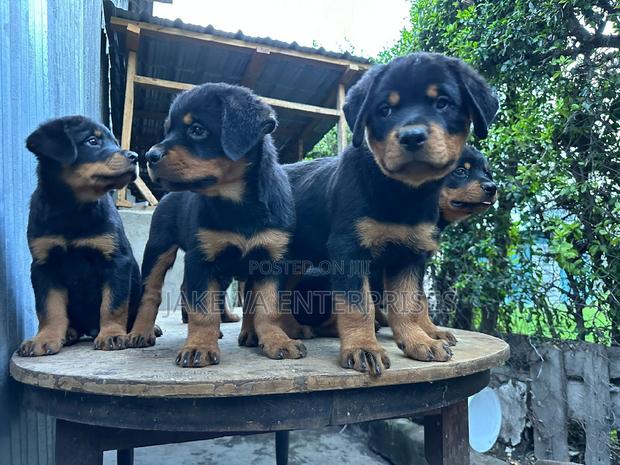 1-3 months Male Purebred Rottweiler
