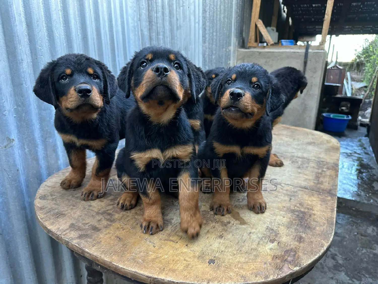 1-3 months Female Purebred Rottweiler