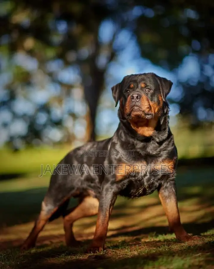 1-3 months Male Purebred Rottweiler