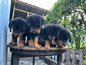 1-3 months Male Purebred Rottweiler
