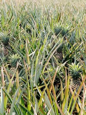 Malindi 30 Acre Land Ready Title Deed - thumbnail 2