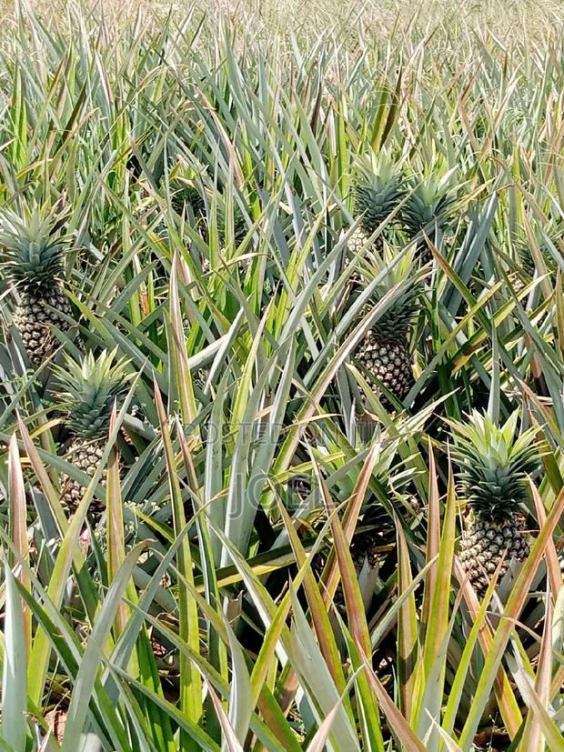 Malindi 30 Acre Land Ready Title Deed - main view