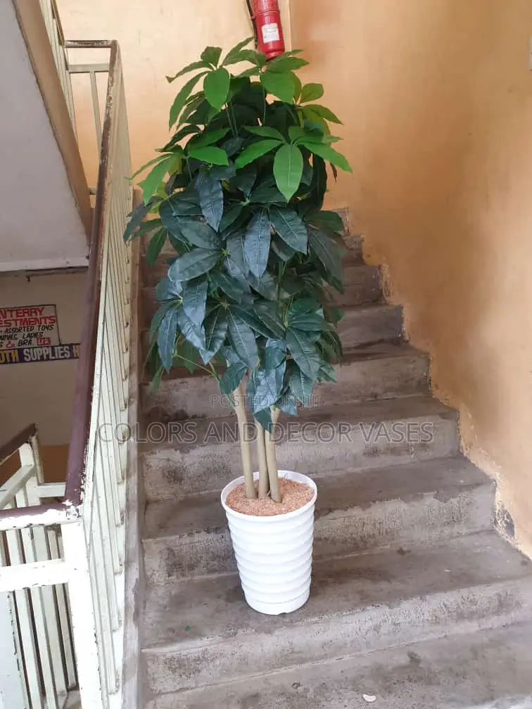 Mango/Avocado Plant With Vase