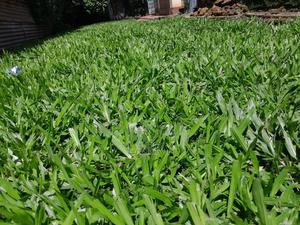 Pemba Grass - thumbnail 2