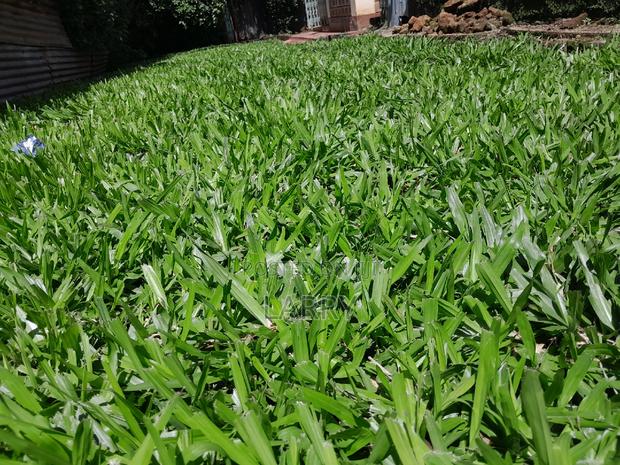 Pemba Grass - main view