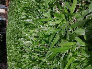 Pemba Grass - thumbnail 3