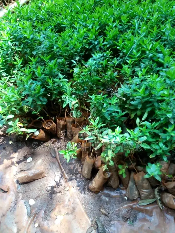 Dovyalis Caffra (Kei Apple) Kayaba Seedlings for Sale -100pc