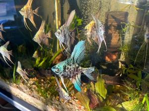 Varieties of Angel's Available - thumbnail 2