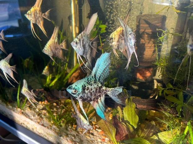 Varieties of Angel's Available - main view