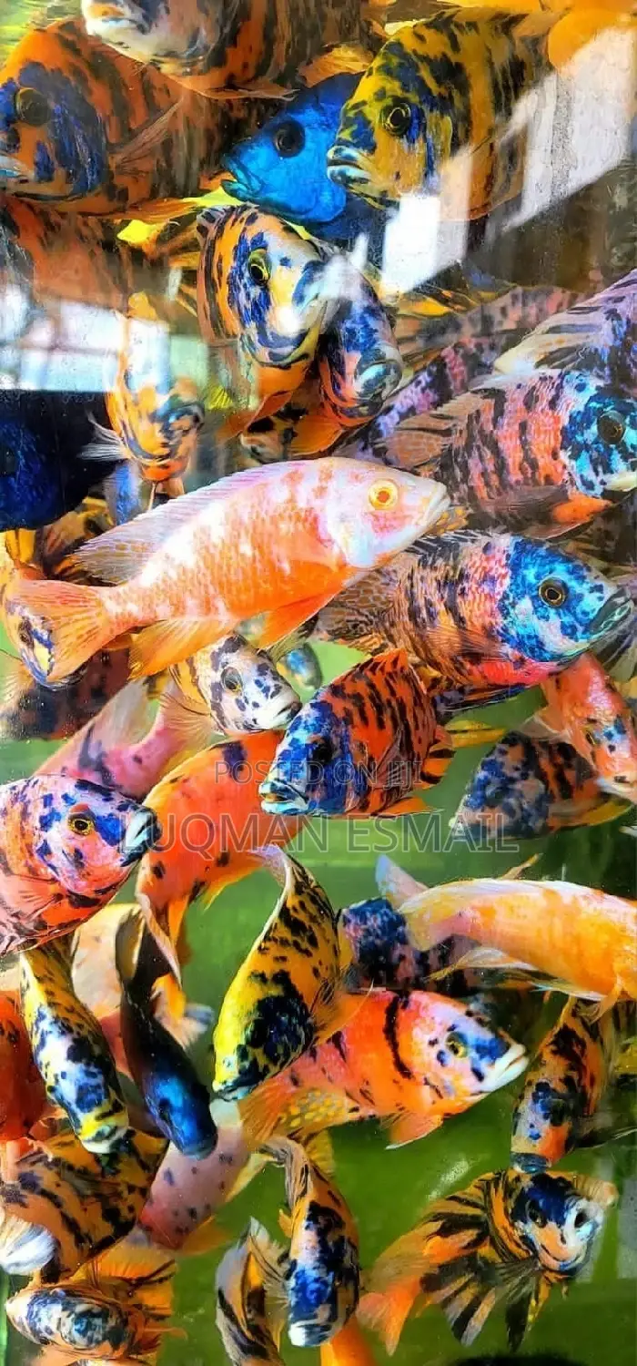 Varieties of Angel's Available