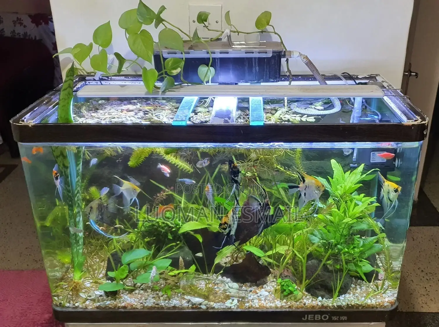 Fresh Water Aquarium Fishes