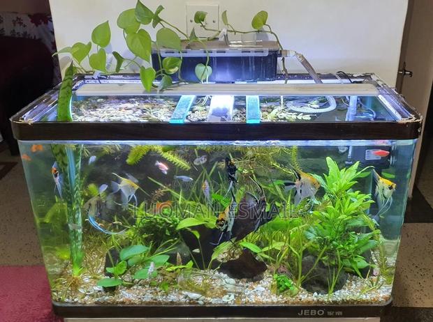 Fresh Water Aquarium Fishes - main view