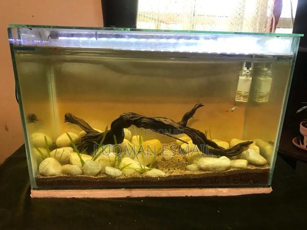 Brakish Water Aquarium - main view