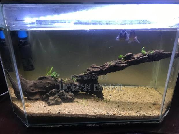 Brakish Water Aquarium - thumbnail 3