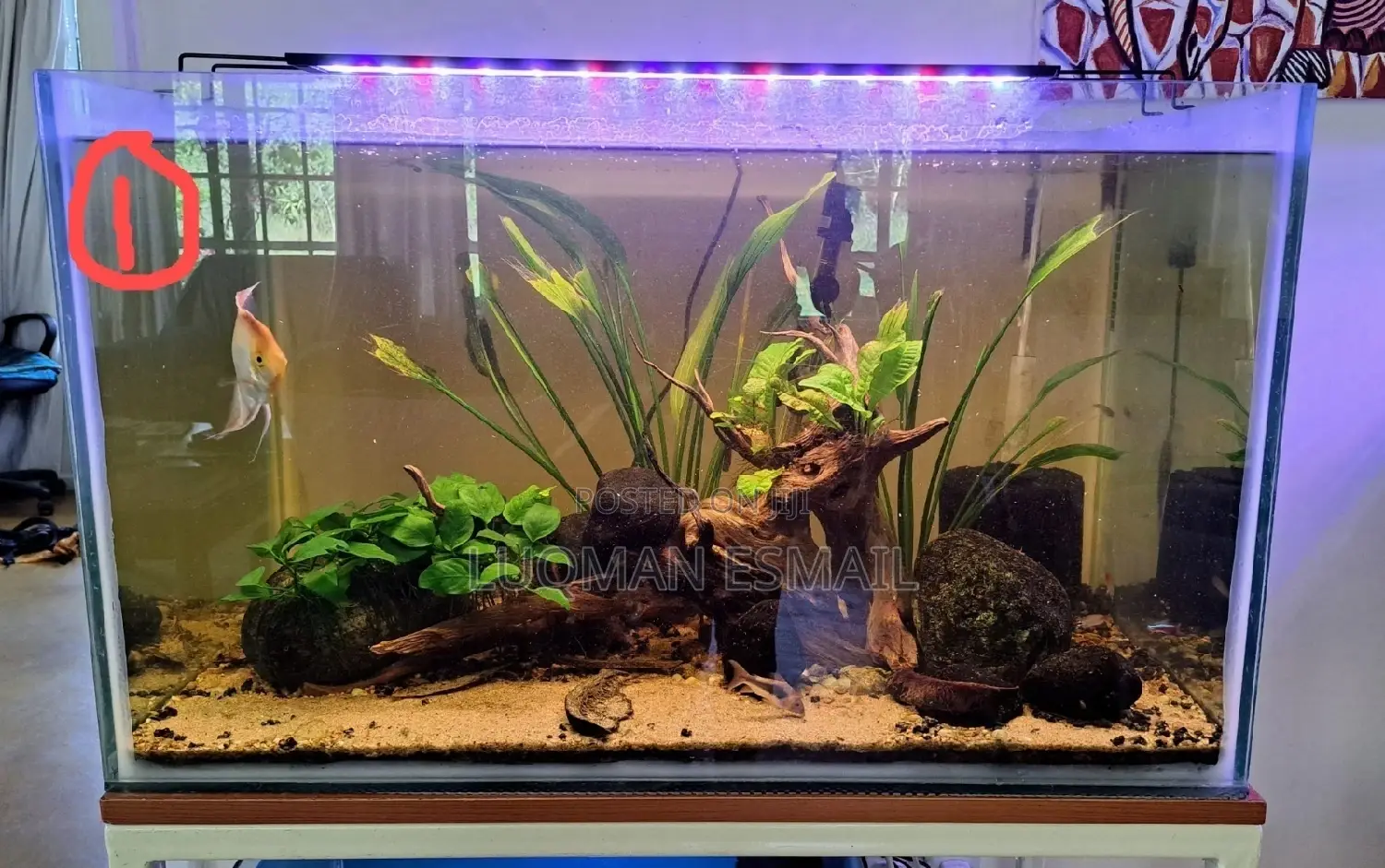 Panted Aquarium Tank