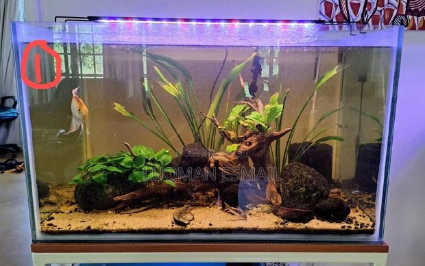 Panted Aquarium Tank - main view