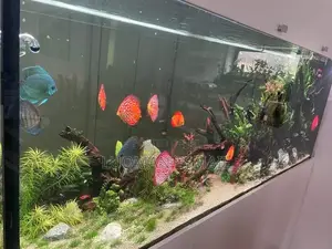 Large Expensive Aquariums
