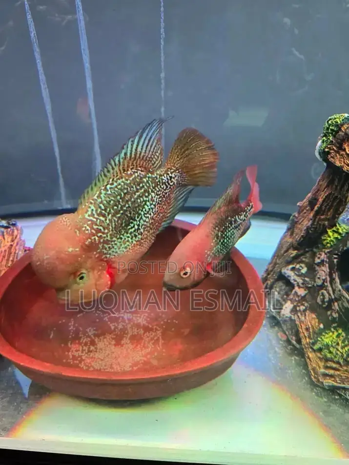 A Breeding Pair of Flower Horn