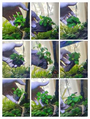 Live Plants for Aquarium - thumbnail 2