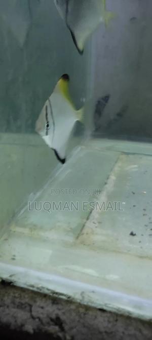 Mono Discuss - thumbnail 2