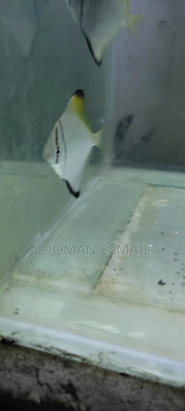 Mono Discuss - main view