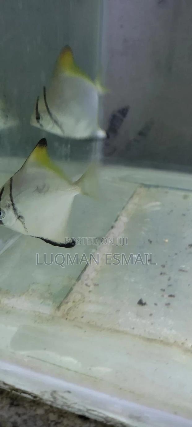 Mono Discuss - thumbnail 3