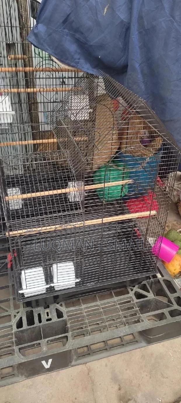 Cages for Birds - thumbnail 3