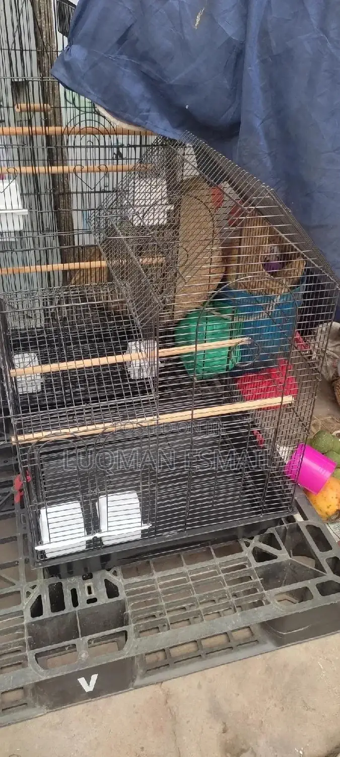 Cages for Birds