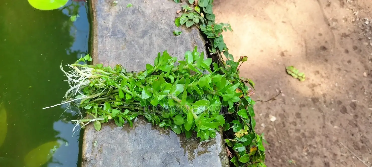 Live Plants for Aquariums Are Now Available.