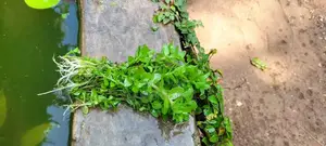 Live Plants for Aquariums Are Now Available.
