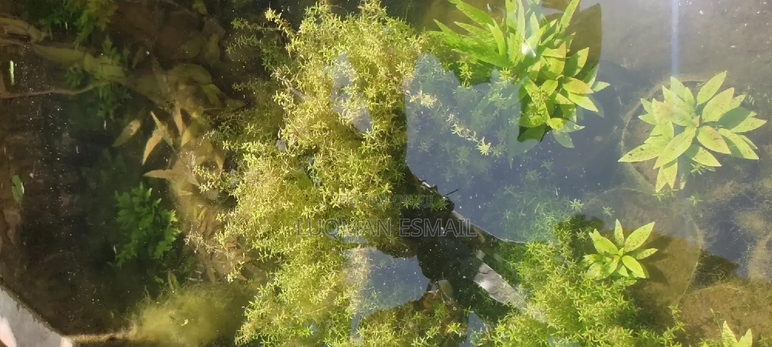 Live Plants for Aquariums Are Now Available.