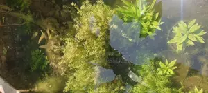 Live Plants for Aquariums Are Now Available.