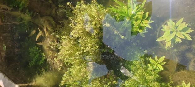 Live Plants for Aquariums Are Now Available. - thumbnail 3