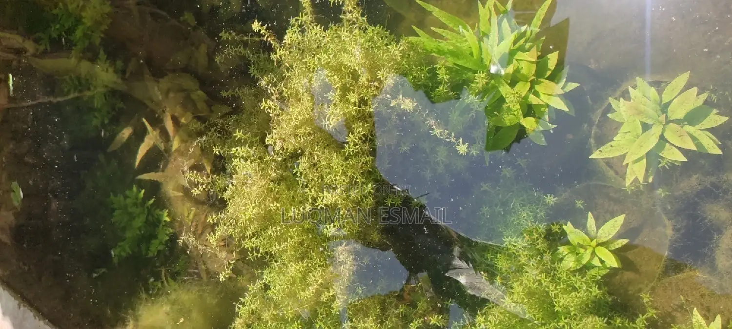 Live Plants for Aquariums Are Now Available.
