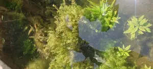 Live Plants for Aquariums Are Now Available.
