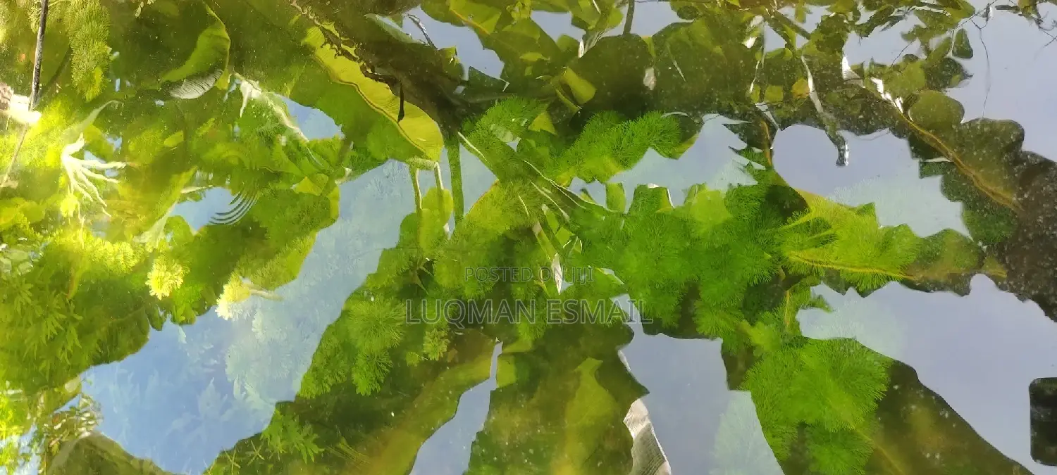 Live Plants for Aquariums Are Now Available.