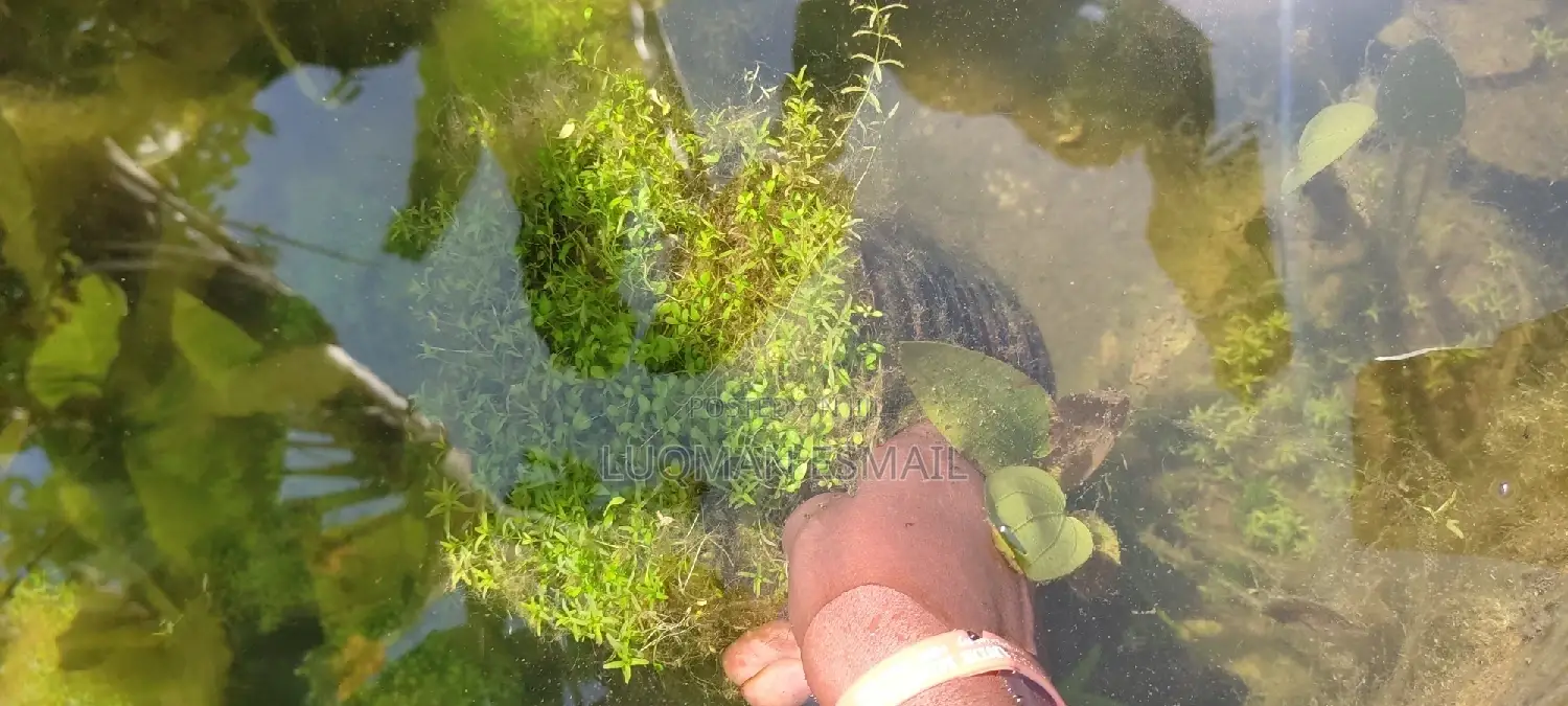 Live Plants for Aquariums Are Now Available.