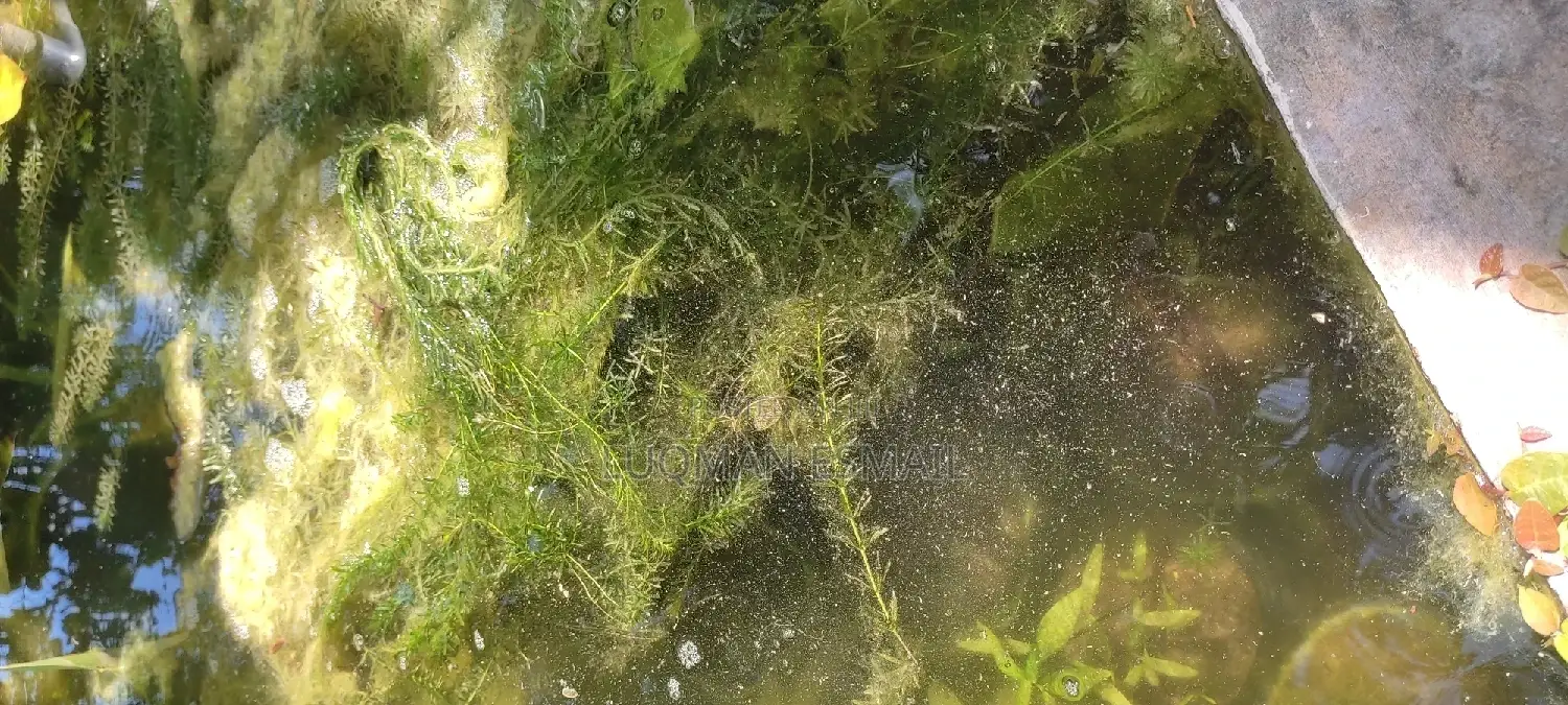 Live Plants for Aquariums Are Now Available.