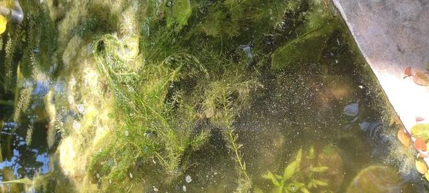 Live Plants for Aquariums Are Now Available. - thumbnail 7