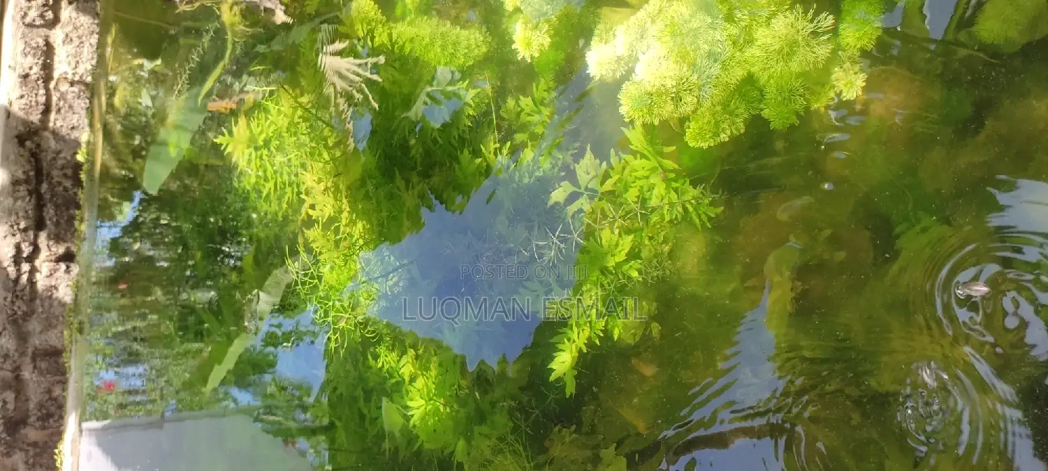 Live Plants for Aquariums Are Now Available.