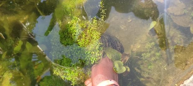 Live Plants for Aquariums Are Now Available. - thumbnail 9