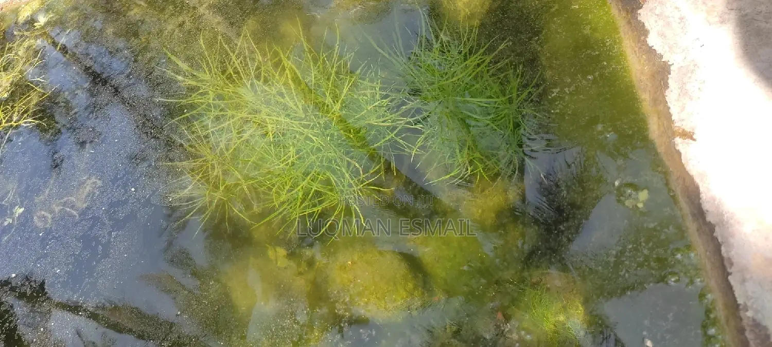 Live Plants for Aquariums Are Now Available.