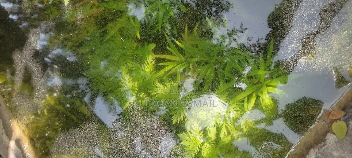 Live Plants for Aquariums Are Now Available.