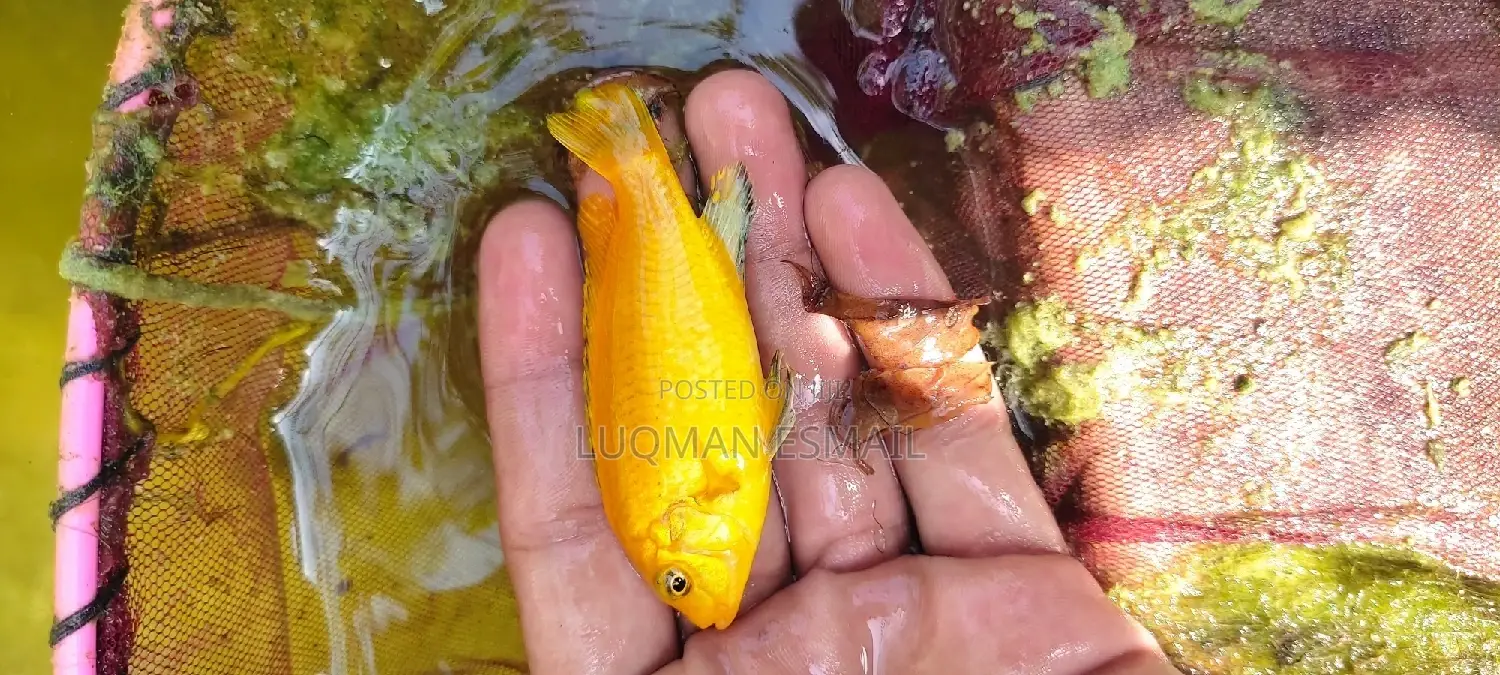 Yellow Lab Cichlids