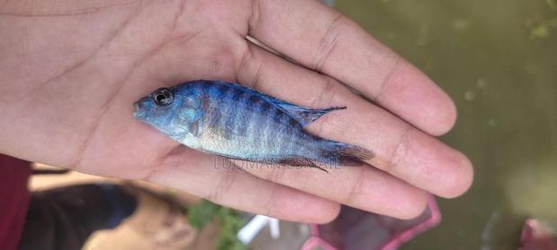 Blue Cichlids - main view