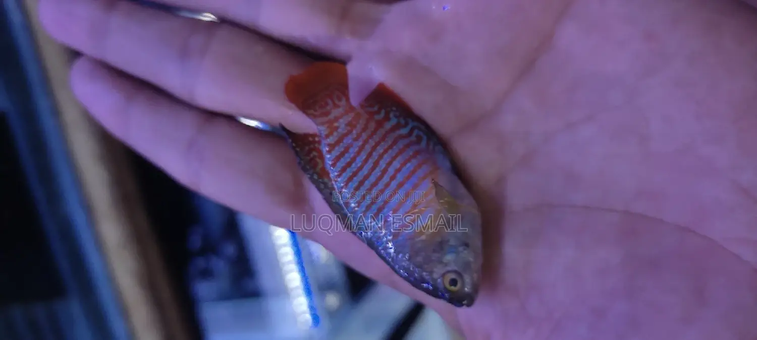 Dwarf Gouramis