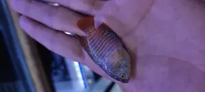 Dwarf Gouramis