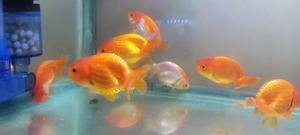 Ranchus Goldfish - thumbnail 2